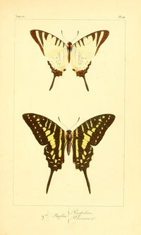 Histoire Naturelle des Lépidoptères Exotiques Poster Print by P. Pauquet, showcasing exotic butterflies.