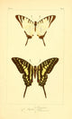 Histoire Naturelle des Lépidoptères Exotiques Poster Print by P. Pauquet, showcasing exotic butterflies.