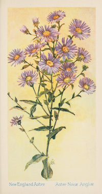 American Wild Flowers 1902 New England Aster Poster Print featuring vibrant colors and intricate details.