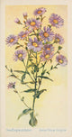 American Wild Flowers 1902 New England Aster Poster Print featuring vibrant colors and intricate details.