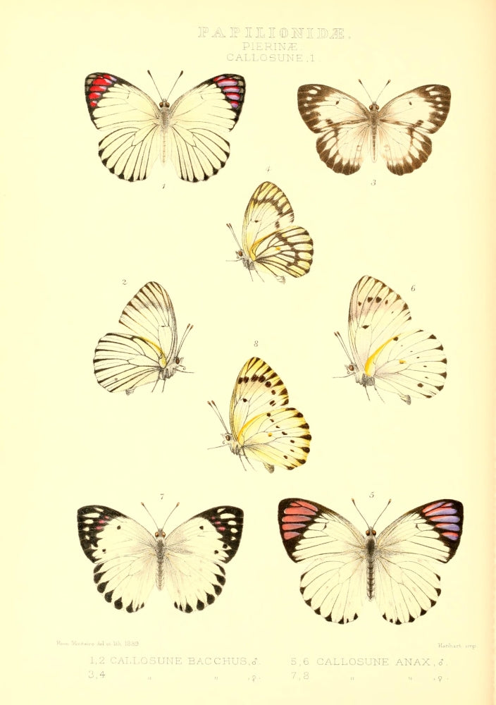Rhopalocera Exotica 1887 Pierinae Callosune Poster Print by Rose Monteiro