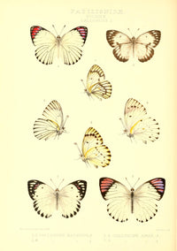 Rhopalocera Exotica 1887 Pierinae Callosune Poster Print by Rose Monteiro