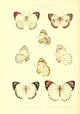 Rhopalocera Exotica 1887 Pierinae Callosune Poster Print by Rose Monteiro