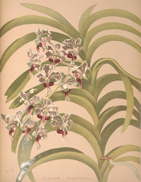 Vanda Suavis Poster Print by H.S. Miner showcasing vibrant orchid colors