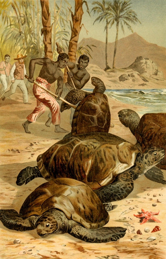 Brehms Tierleben Green Sea Turtles Poster Print showcasing marine life.