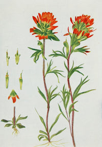 Wild Flowers 1909 Painted Cup Poster Print by M. & Shaw Saterlee
