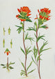 Wild Flowers 1909 Painted Cup Poster Print by M. & Shaw Saterlee