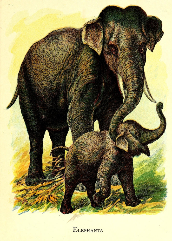 Friendly Animals 1905 Elephants Poster Print showcasing playful elephants.