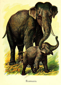 Friendly Animals 1905 Elephants Poster Print showcasing playful elephants.