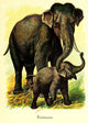Friendly Animals 1905 Elephants Poster Print showcasing playful elephants.