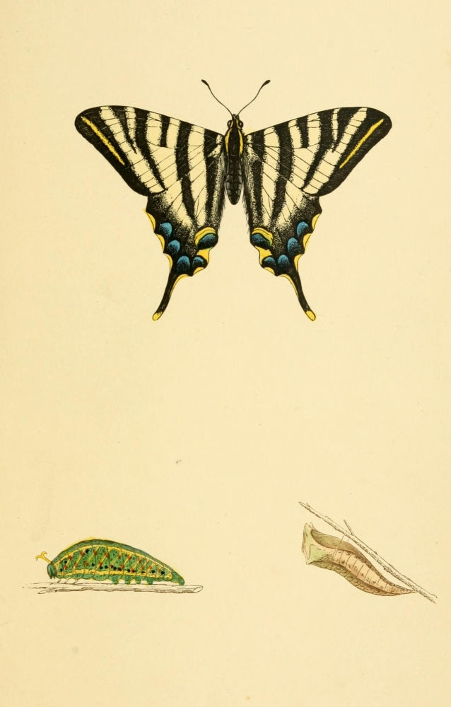 History of British Butterflies 1853 Swallowtail Poster Print showcasing beautiful illustrations of British butterflies.