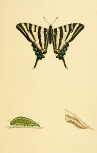 History of British Butterflies 1853 Swallowtail Poster Print showcasing beautiful illustrations of British butterflies.