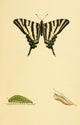 History of British Butterflies 1853 Swallowtail Poster Print showcasing beautiful illustrations of British butterflies.
