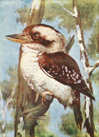 Birds of Other Lands Laughing Jackass Poster Print (1917)