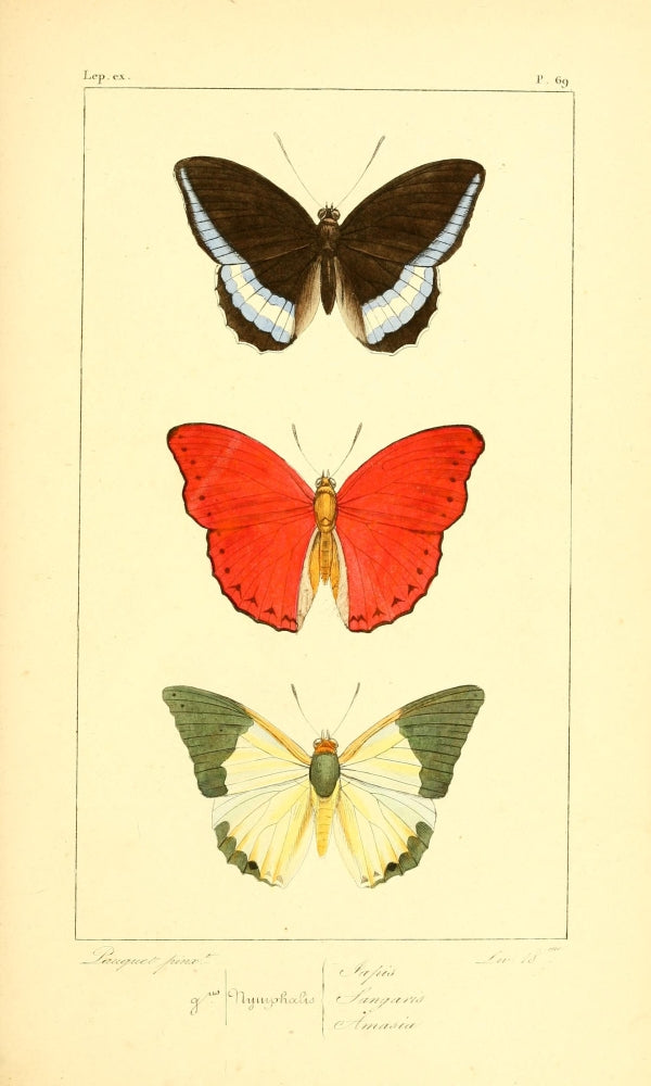 Histoire Naturelle des Lépidoptères Exotiques Poster Print by P. Pauquet