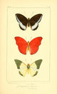 Histoire Naturelle des Lépidoptères Exotiques Poster Print by P. Pauquet