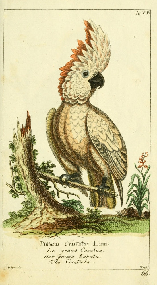 Naturgeschichte des Thierreichs 1780 Cockatoo Poster Print showcasing a vibrant cockatoo.