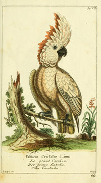 Naturgeschichte des Thierreichs 1780 Cockatoo Poster Print showcasing a vibrant cockatoo.