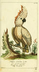 Naturgeschichte des Thierreichs 1780 Cockatoo Poster Print showcasing a vibrant cockatoo.