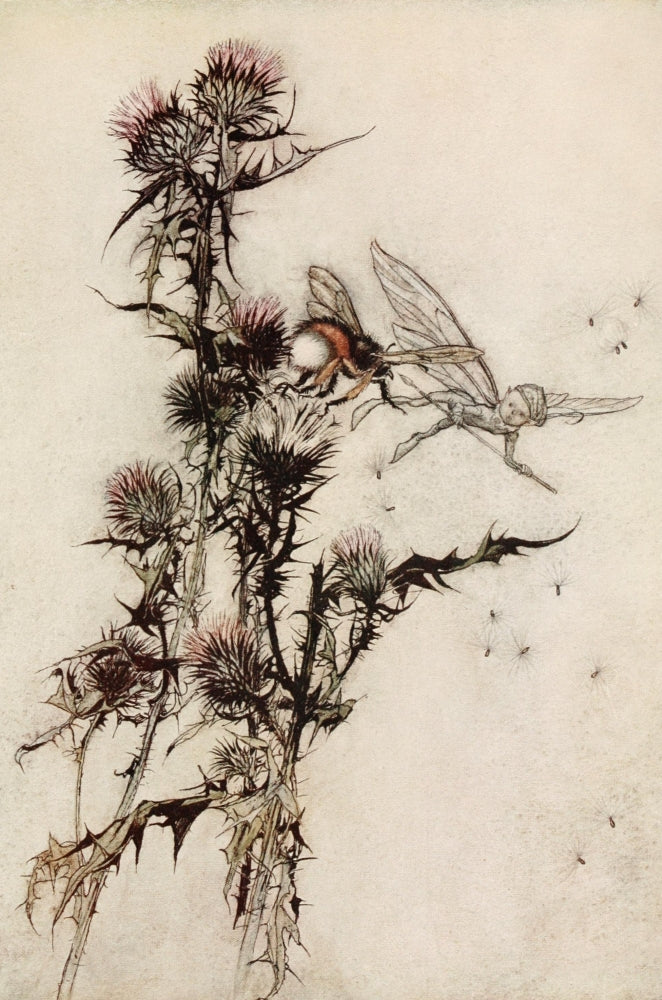 Midsummer Night's Dream 1908 Red-Hipped Humblebee Poster Print by A. Rackham
