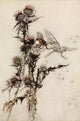 Midsummer Night's Dream 1908 Red-Hipped Humblebee Poster Print by A. Rackham