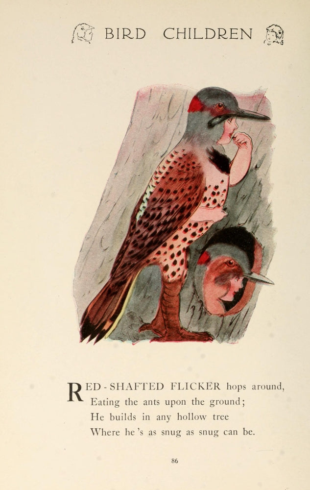Bird Children 1912 Red-shafted Flicker Poster Print by M.T. Ross