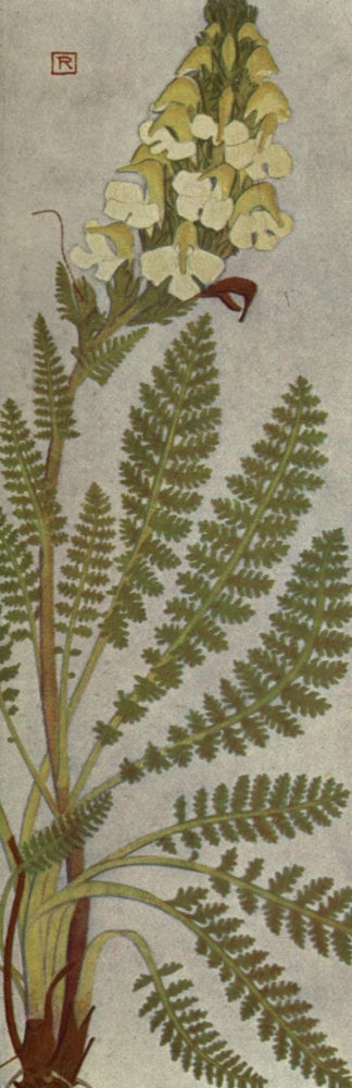 Alpine Flora 1911 Pedicularis Tuberosa Poster Print by Philippe Robert