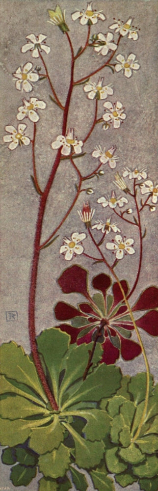 Alpine Flora 1911 Saxifraga Cuneifolia Poster Print by Philippe Robert