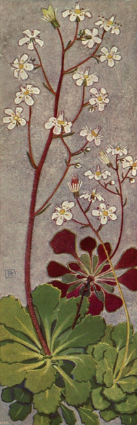 Alpine Flora 1911 Saxifraga Cuneifolia Poster Print by Philippe Robert