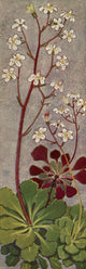 Alpine Flora 1911 Saxifraga Cuneifolia Poster Print by Philippe Robert