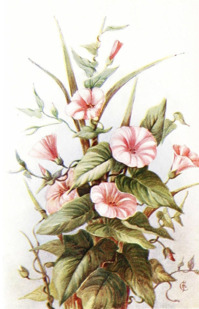 Flowers & Their Story 1907 Convolvulus Poster Print showcasing vibrant convolvulus flowers.