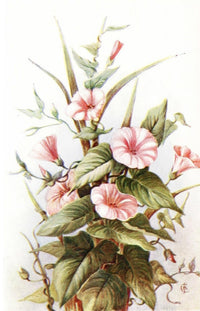 Flowers & Their Story 1907 Convolvulus Poster Print showcasing vibrant convolvulus flowers.