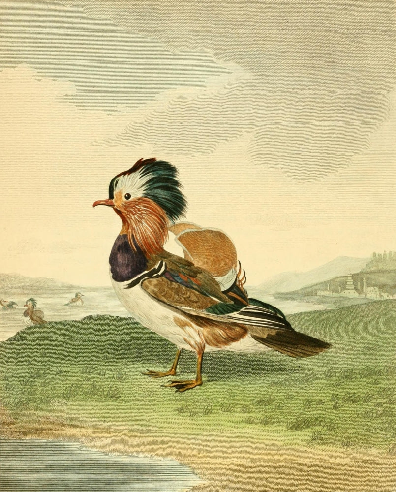 Musei Leveriani 1792 Mandarin Duck Poster Print by Charles R. Ryley