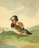 Musei Leveriani 1792 Mandarin Duck Poster Print by Charles R. Ryley