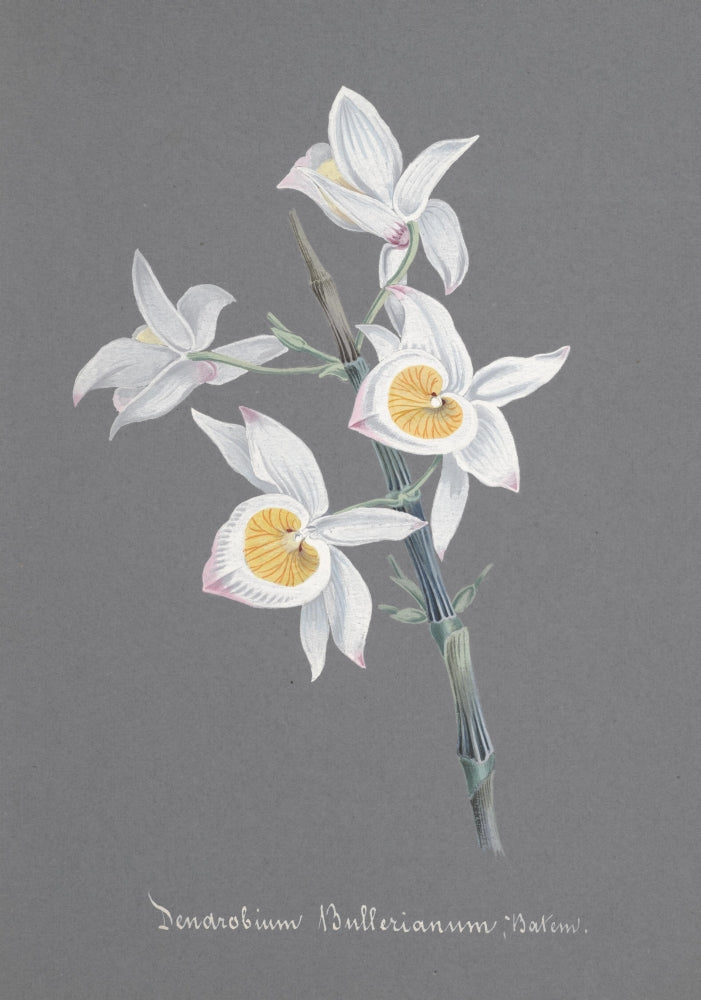 Collection d'Orchide c.1900 Dendrobium Bullerianum Poster Print
