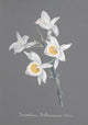 Collection d'Orchide c.1900 Dendrobium Bullerianum Poster Print