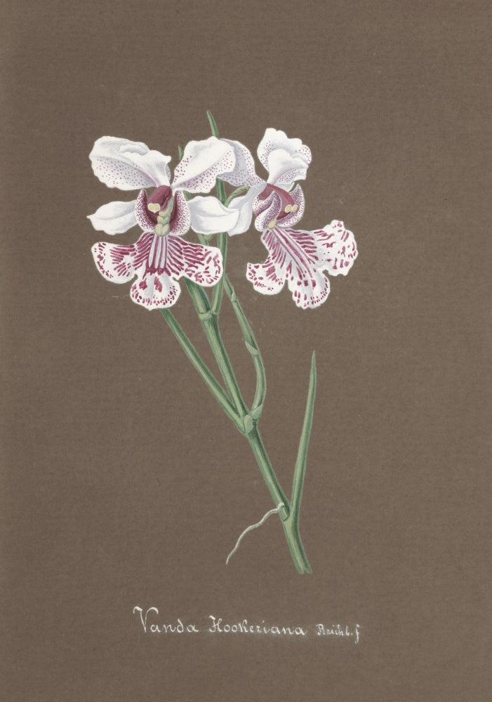 Collection d'Orchide c.1900 Vanda Hookeriana Poster Print