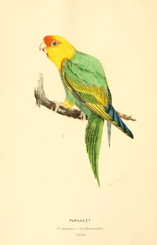 North American Birds 1905 Parakeet Poster Print by Robert Ridgway