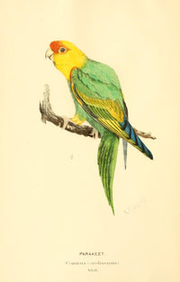 North American Birds 1905 Parakeet Poster Print by Robert Ridgway