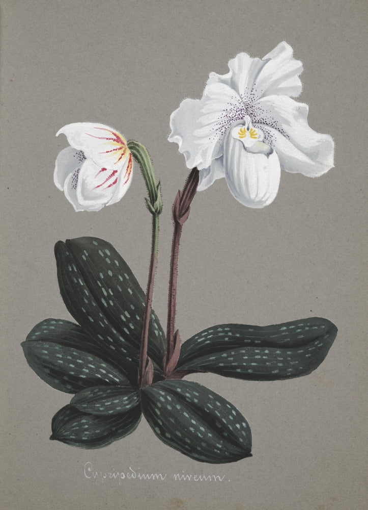 Collection d'Orchide c.1900 Cypripedium Niveum Poster Print showcasing delicate orchid design.
