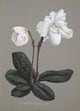Collection d'Orchide c.1900 Cypripedium Niveum Poster Print showcasing delicate orchid design.