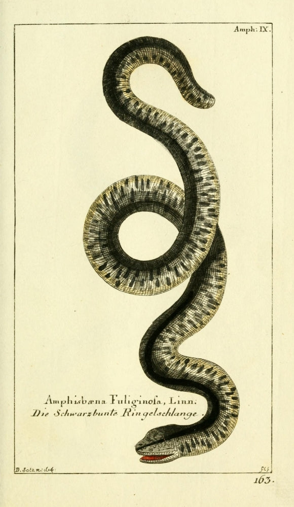Naturgeschichte des Thierreichs 1780 Speckled Worm-lizard Poster Print