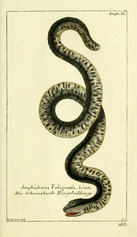Naturgeschichte des Thierreichs 1780 Speckled Worm-lizard Poster Print