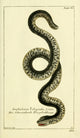 Naturgeschichte des Thierreichs 1780 Speckled Worm-lizard Poster Print