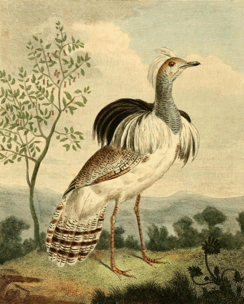 Musei Leveriani 1792 Ruffed Bustard Poster Print by Charles R. Ryley