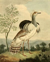 Musei Leveriani 1792 Ruffed Bustard Poster Print by Charles R. Ryley