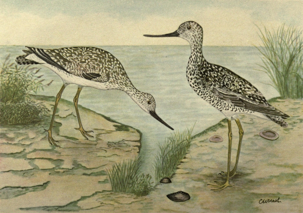 Fisheries Dpt of Ontario 1911-14 Gr. Yellow-legs Poster Print by C.W. Nash