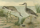 Fisheries Dpt of Ontario 1911-14 Gr. Yellow-legs Poster Print by C.W. Nash