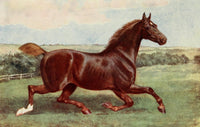 The Horse 1906 Hackney Mare, Ophelia Poster Print showcasing a beautiful equine portrait.