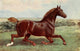 The Horse 1906 Hackney Mare, Ophelia Poster Print showcasing a beautiful equine portrait.